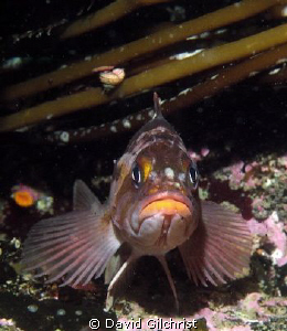 Mr Sad Face, Rockfish sp. Queen Charlotte Islands, by David Gilchrist 